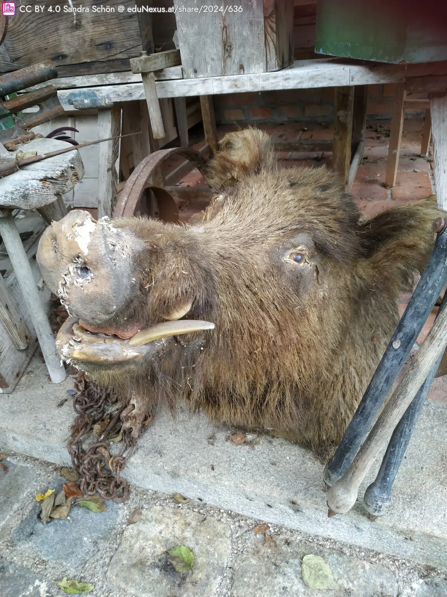 Schädel eines Wildschweins mit hervorstehenden Zähnen, auf einem Boden aus Steinen und Holz. Im Hintergrund sind verschiedene Werkzeuge und weitere Holzobjekte sichtbar.