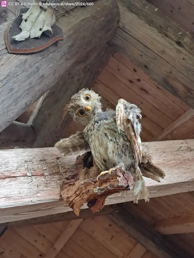 Eine präparierte Eule sitzt auf einem Holzstamm in einer rustikalen Umgebung.